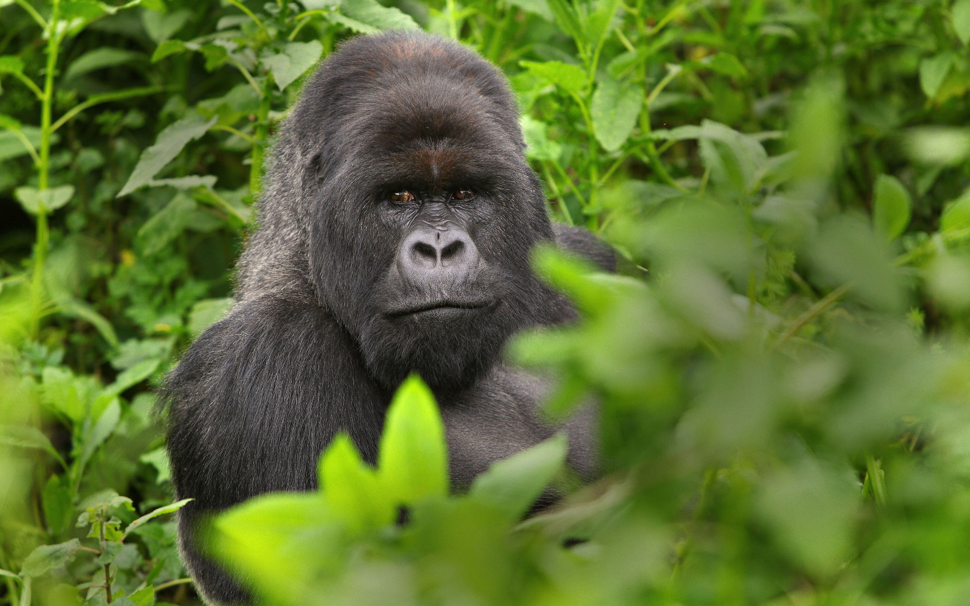 mountain gorilla uganda rwanda