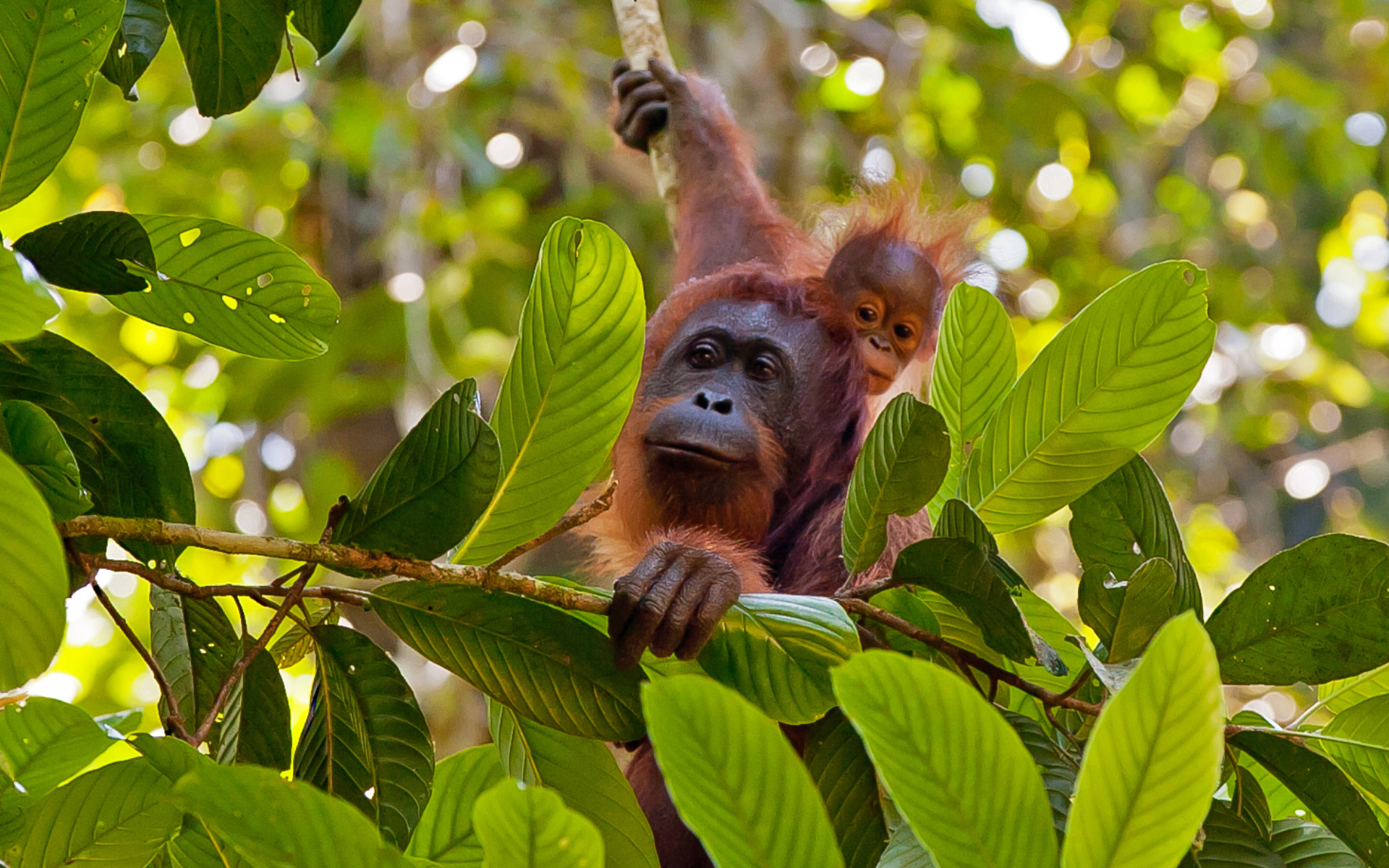 orangutan mother and baby borneo