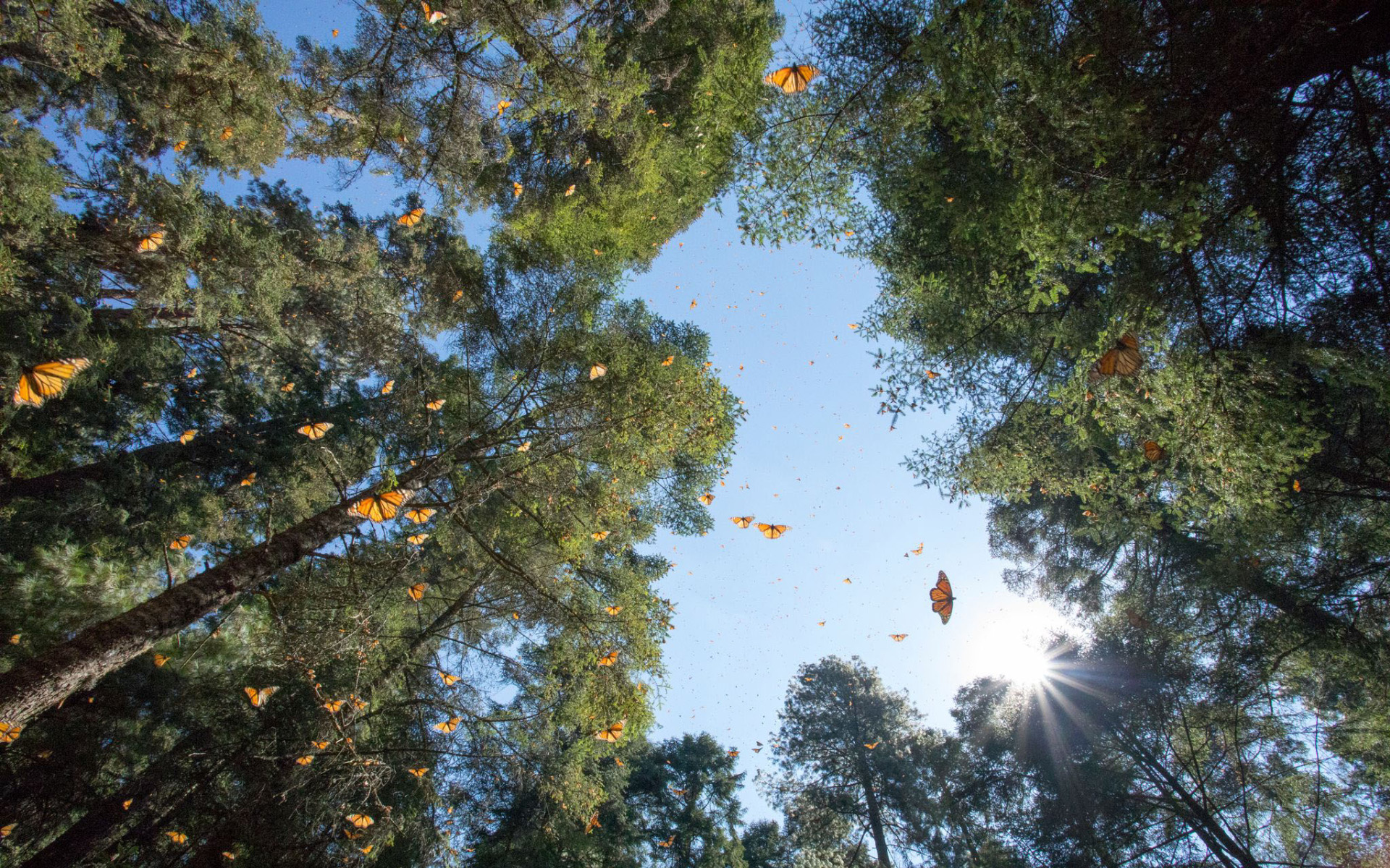 monarch butterflies mexico