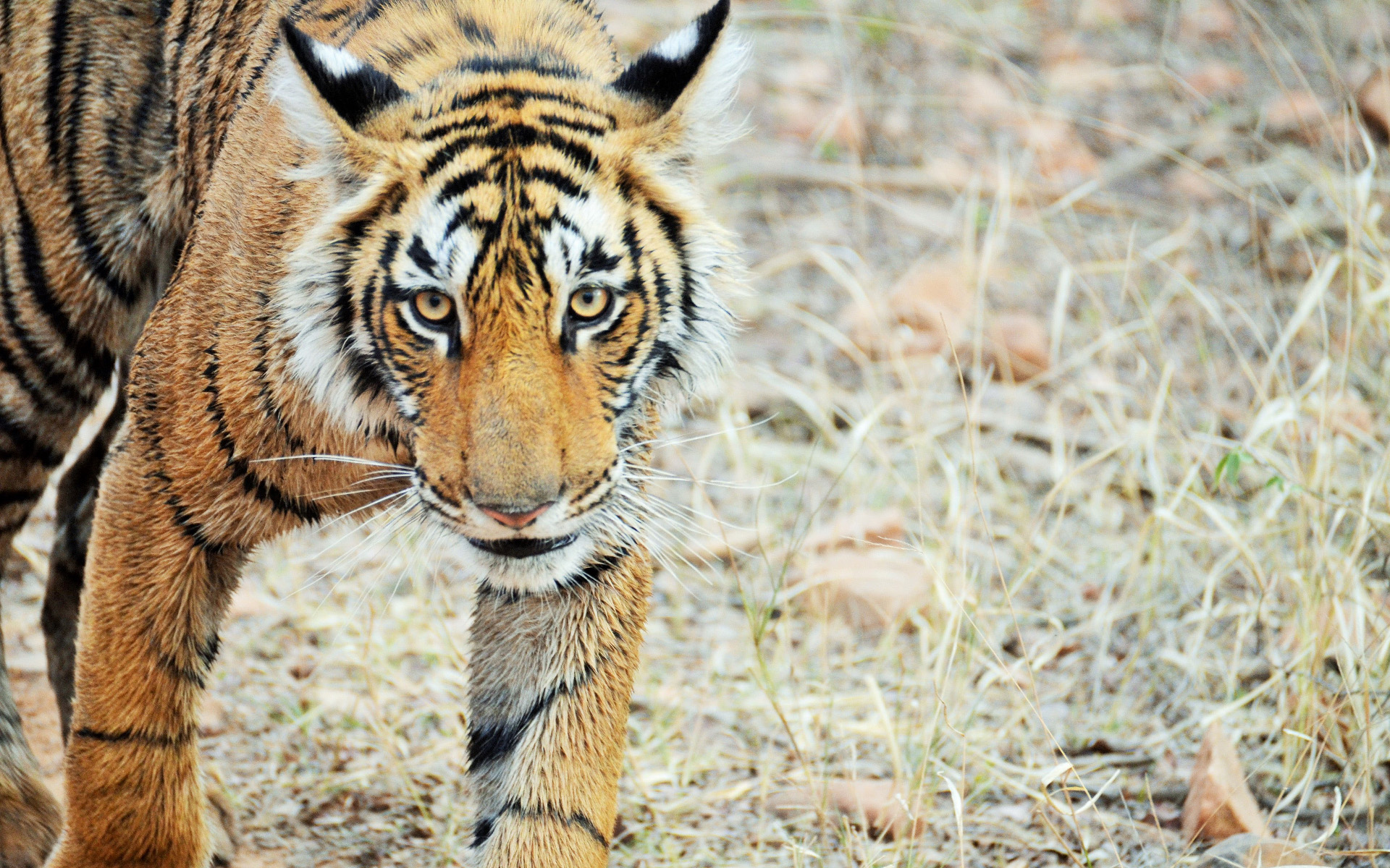 bengal tiger in India
