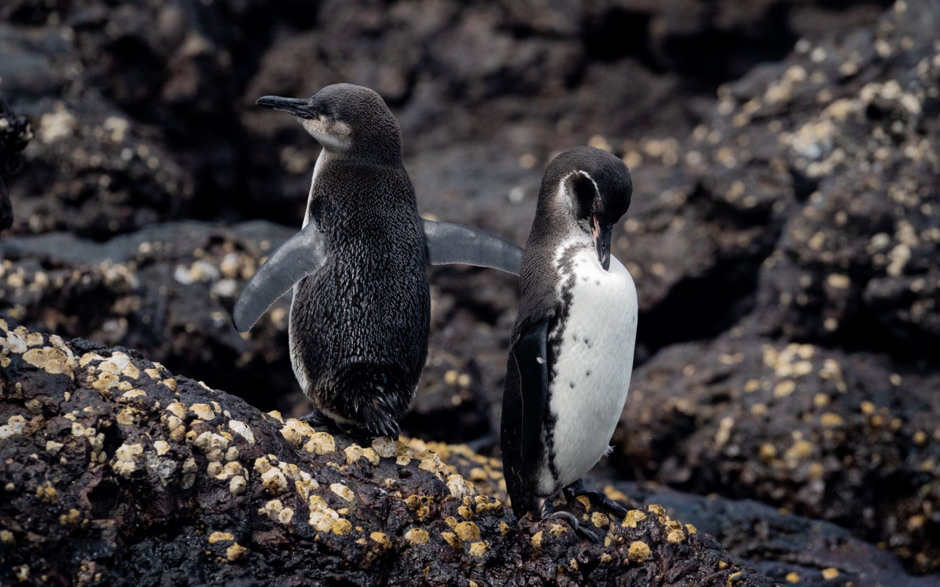 galapagos penguins