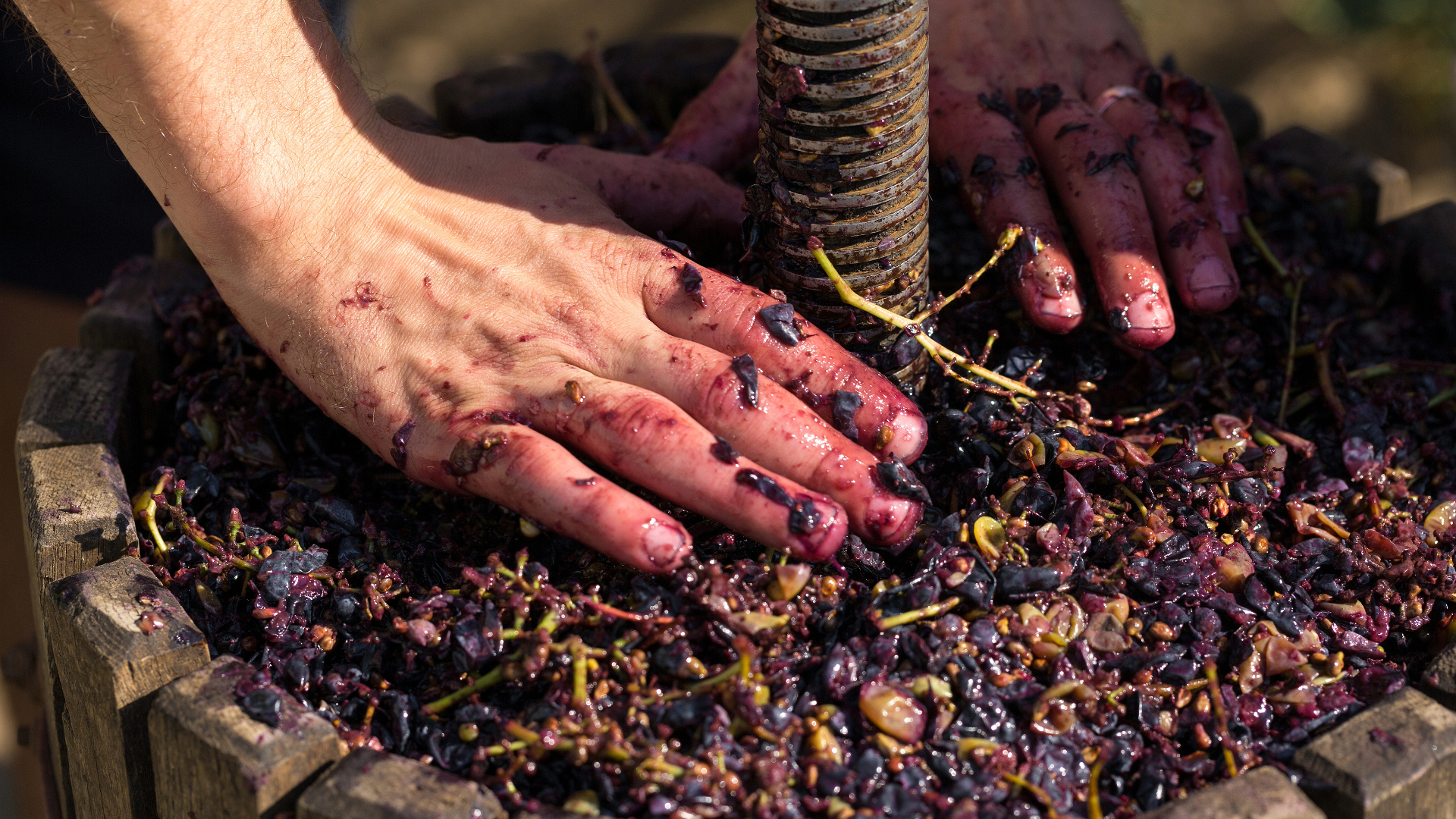 Traditional winemaking with winepress and helical screw