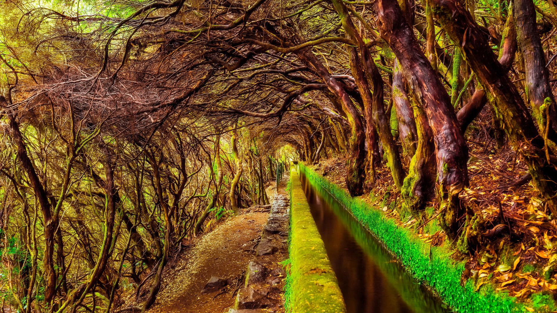 Madeira archipelago forest trail water system for wine making Rainwater harvesting and the construction of intricate water channels, known as levadas