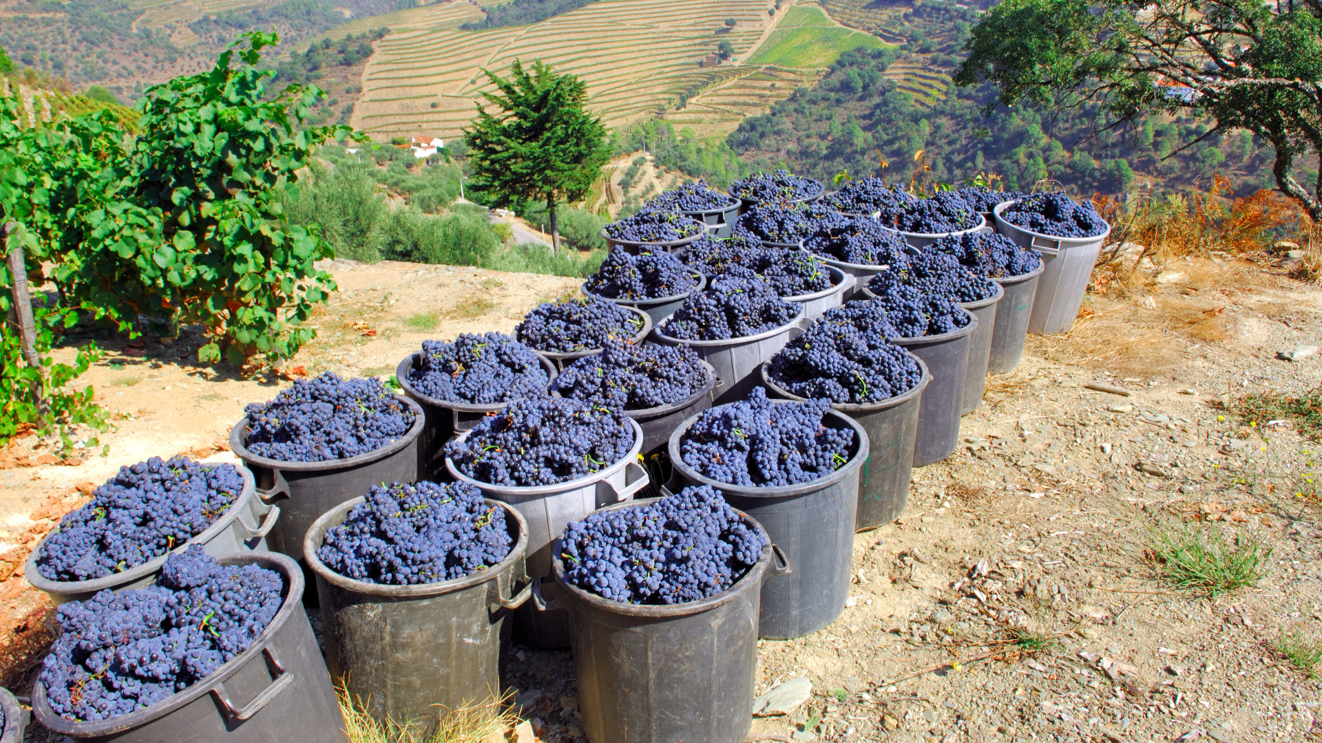 buckets of grapes for wine production vineyard portugal douro river valley