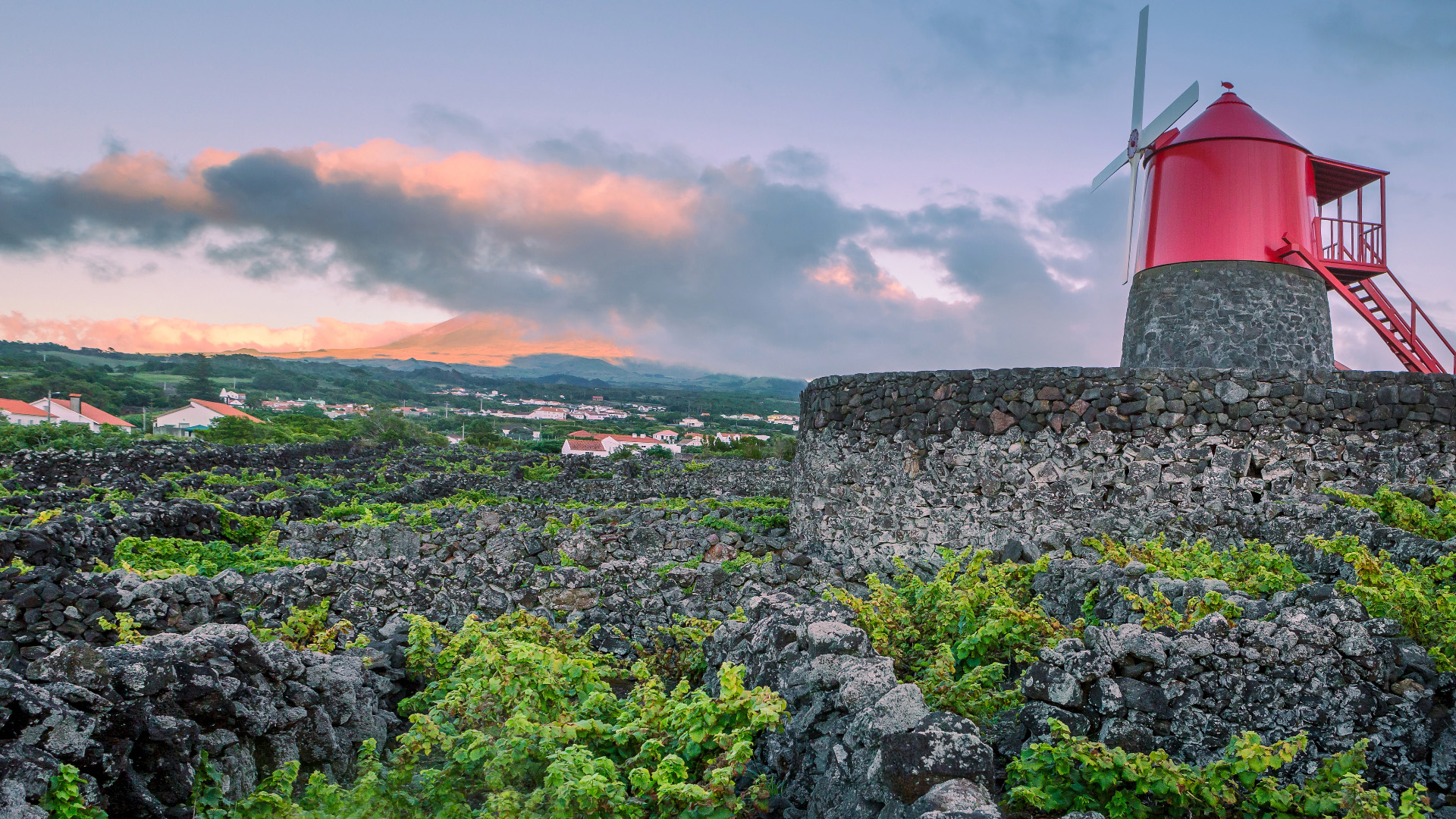 UNESCO World Heritage Site, vineyard inside lava walls at Criacao Velha on Pico Island in Azores