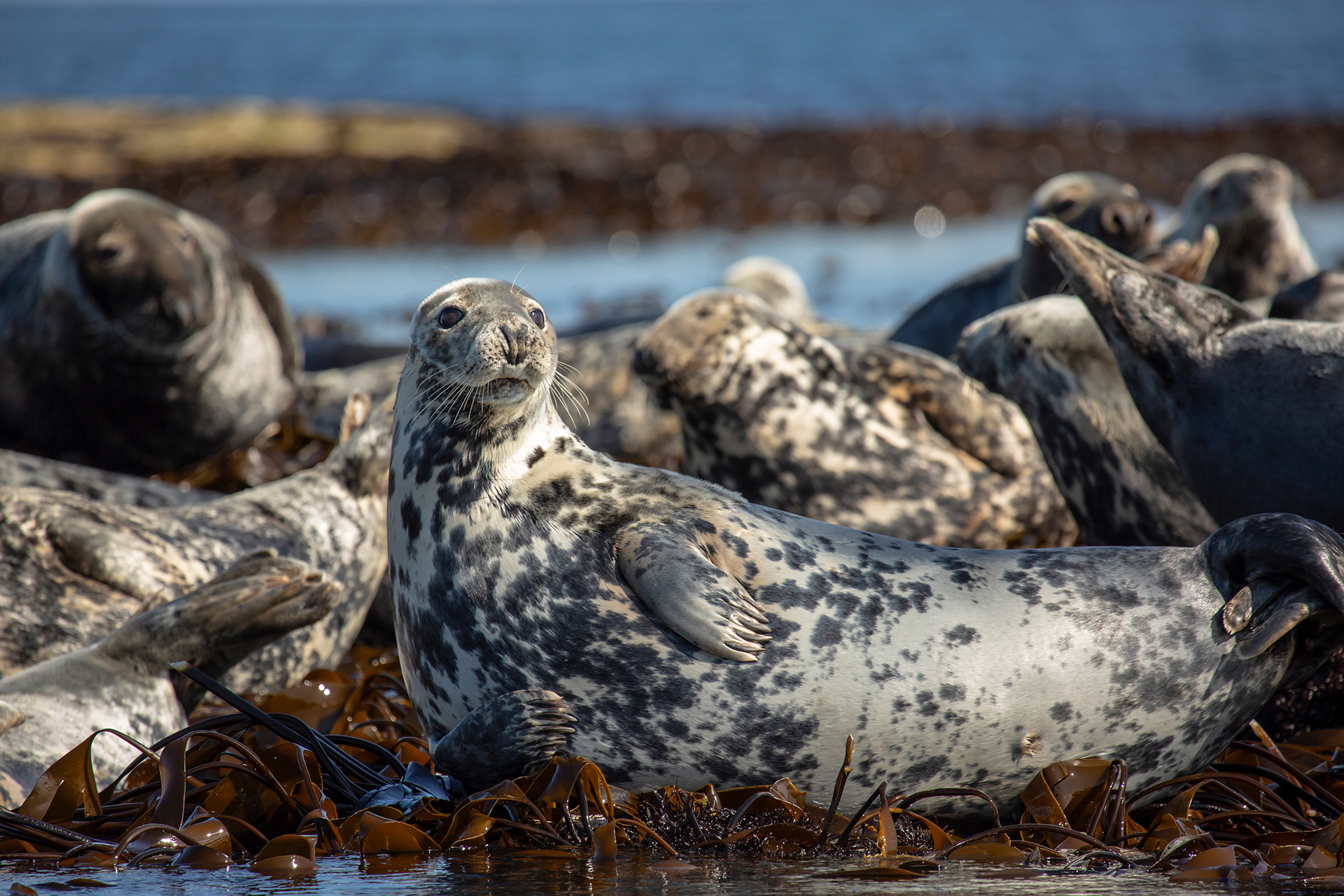 grey seals harbor seals spotted speckled selkie seal mythology scotland UK
