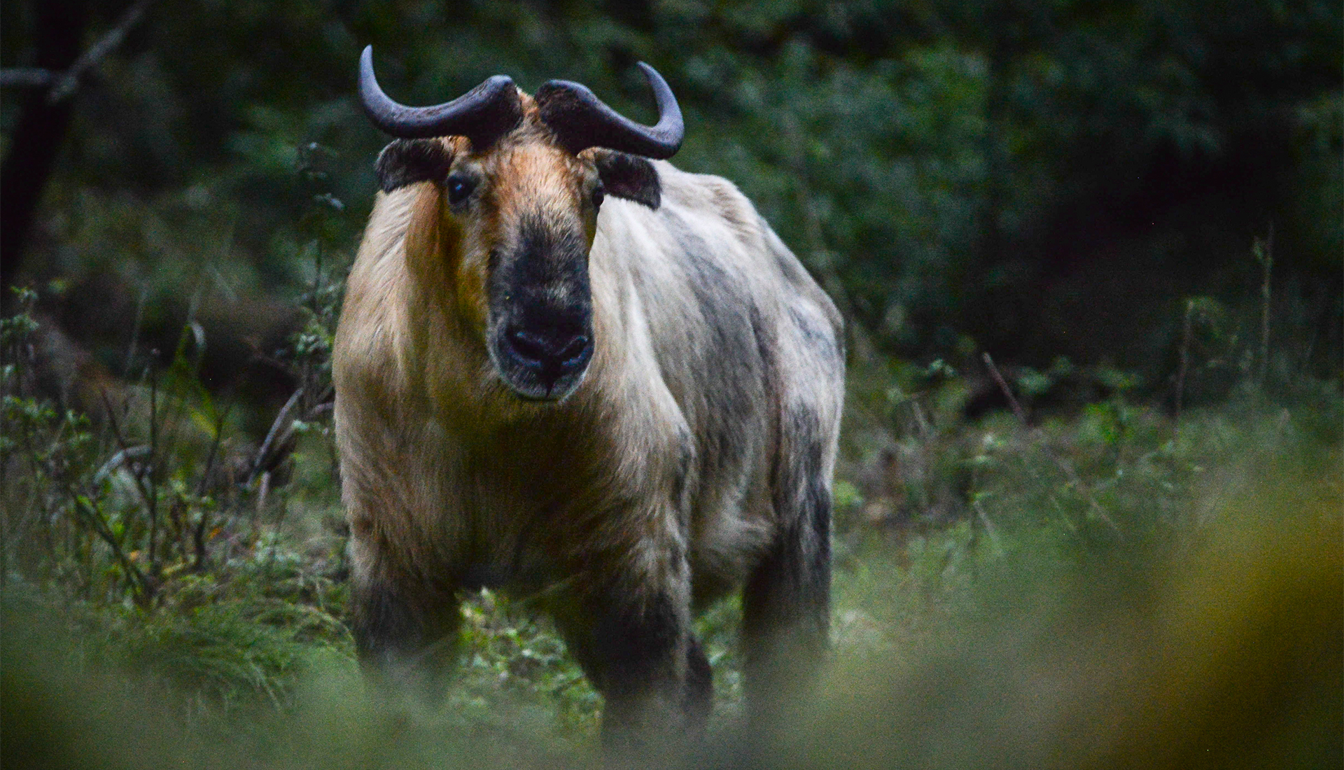 Sichuan Takin
