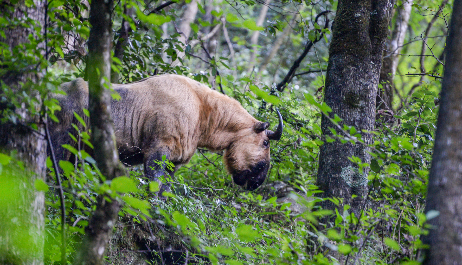 Sichuan Takin