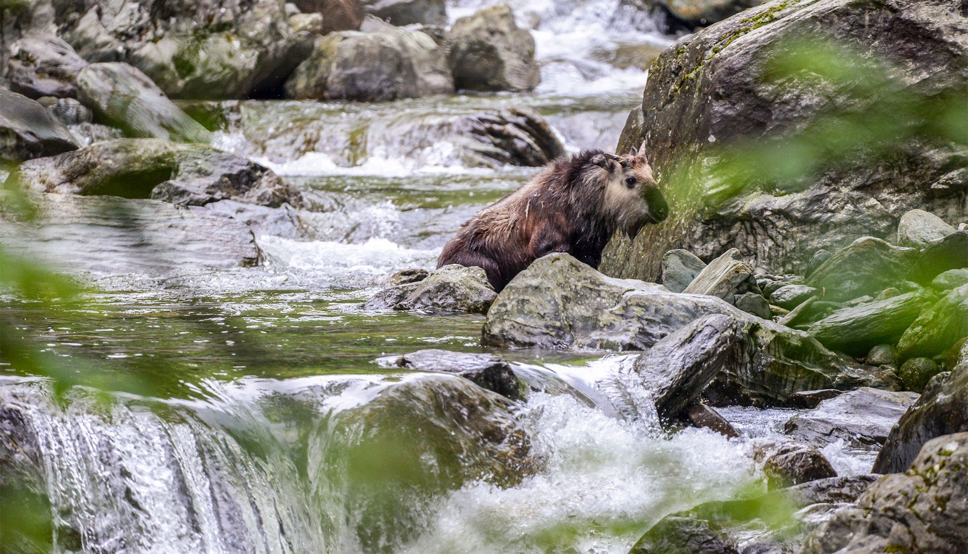 Sichuan Takin