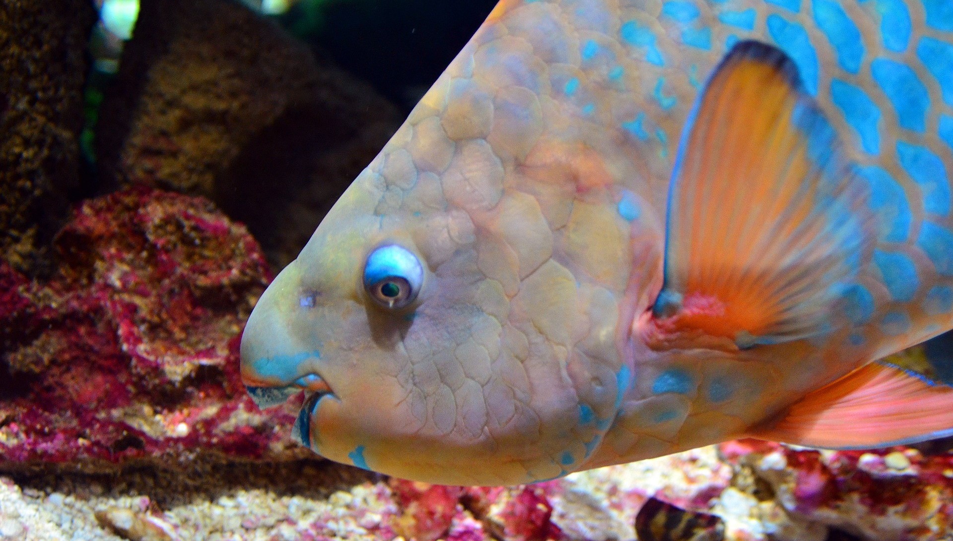 Parrotfish
