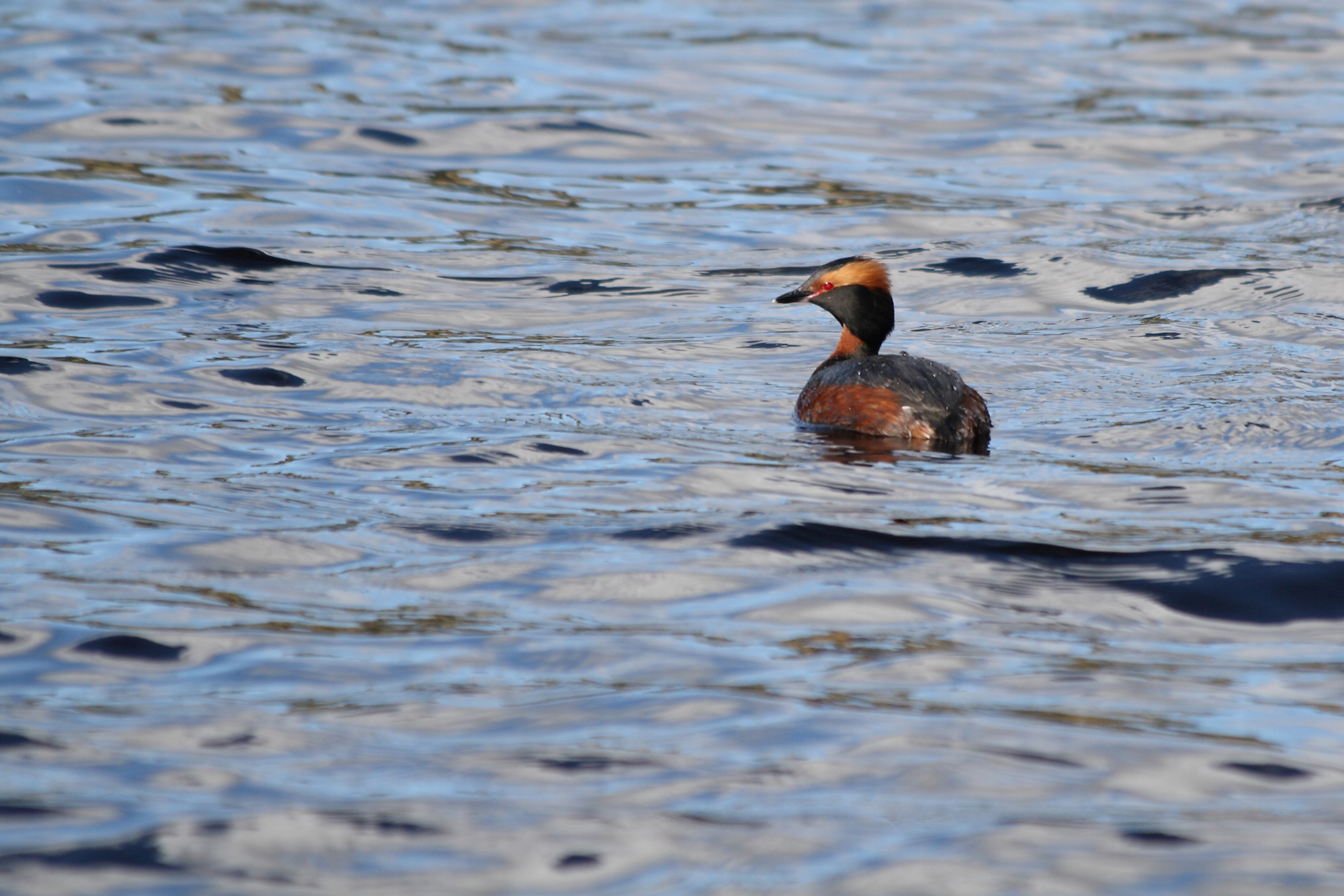 Slavonian grebe seabird scotland
