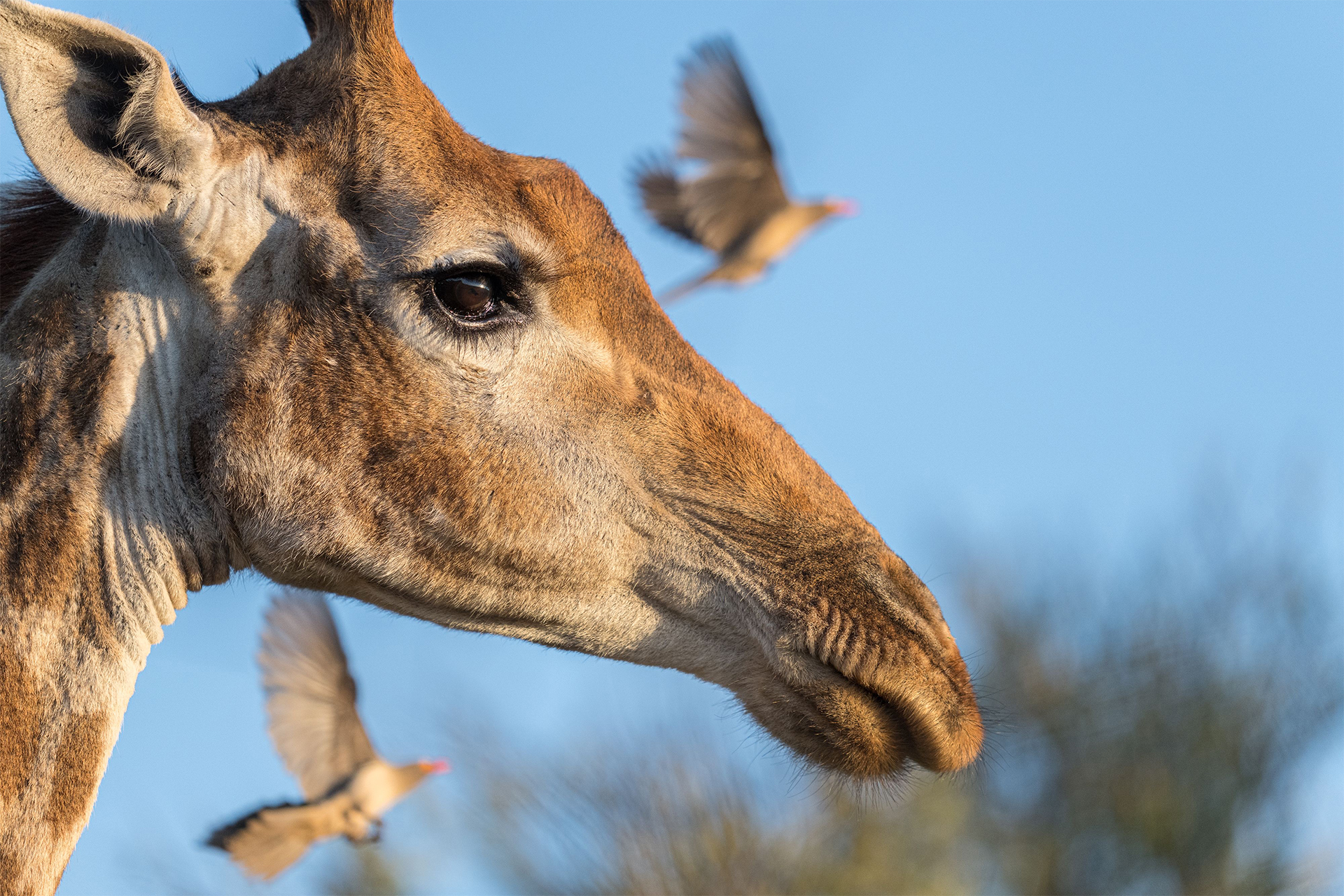 giraffe with oxpeckers flying in background South Africa sabi sands mala mala game preserve