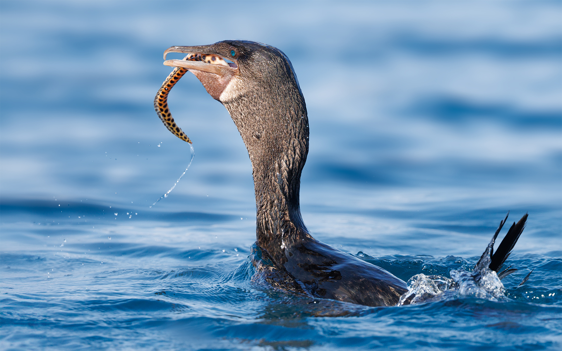 flightless cormorant