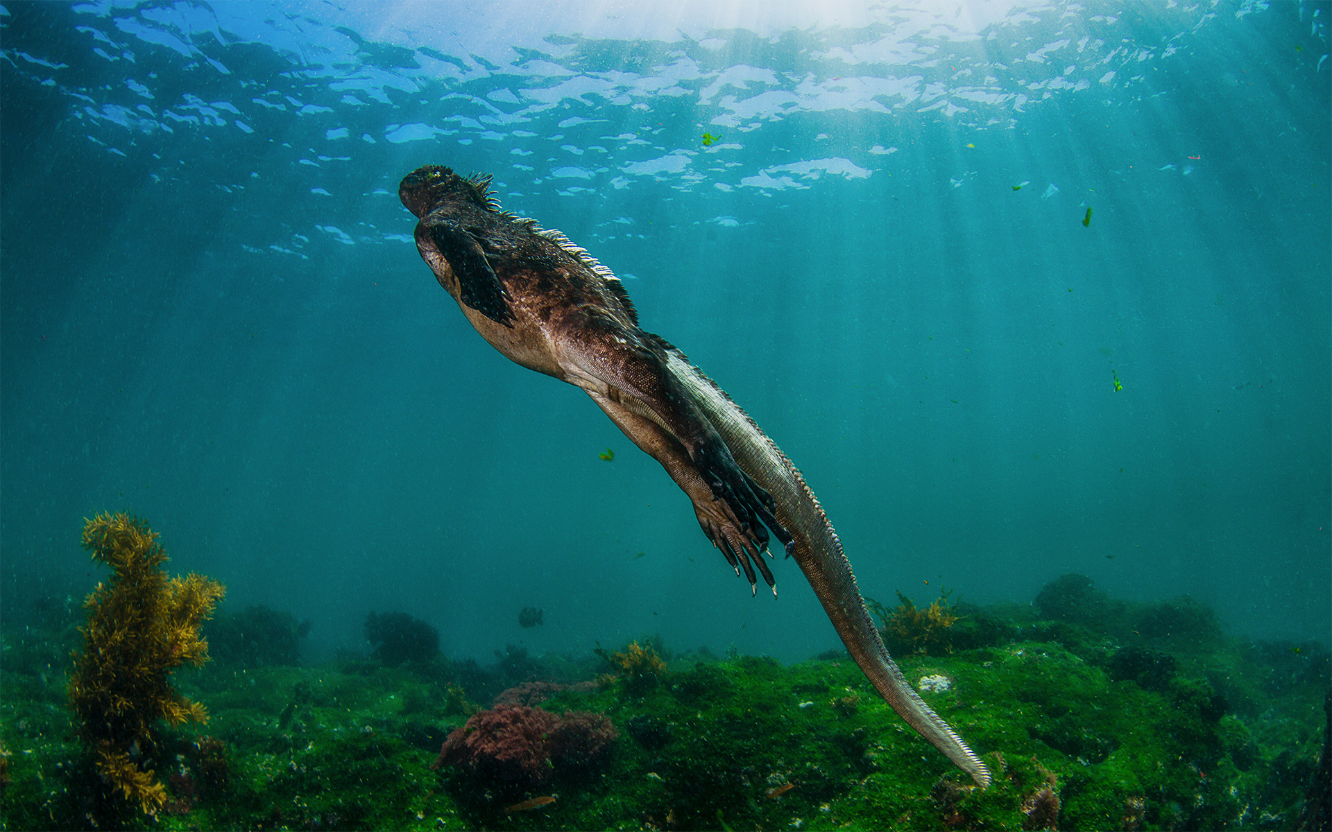 Marine Iguana