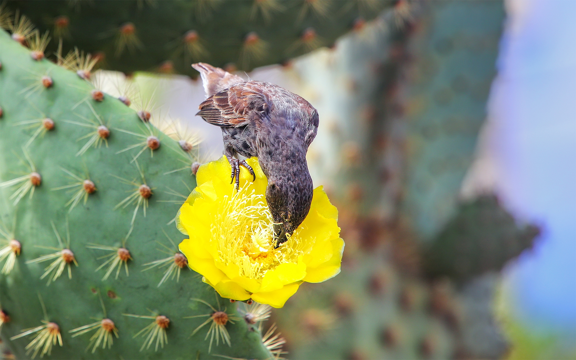 Galapagos Finch cactus