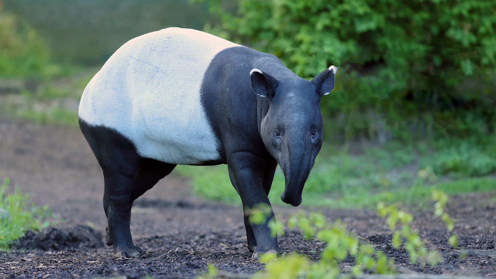 Malayan tapir