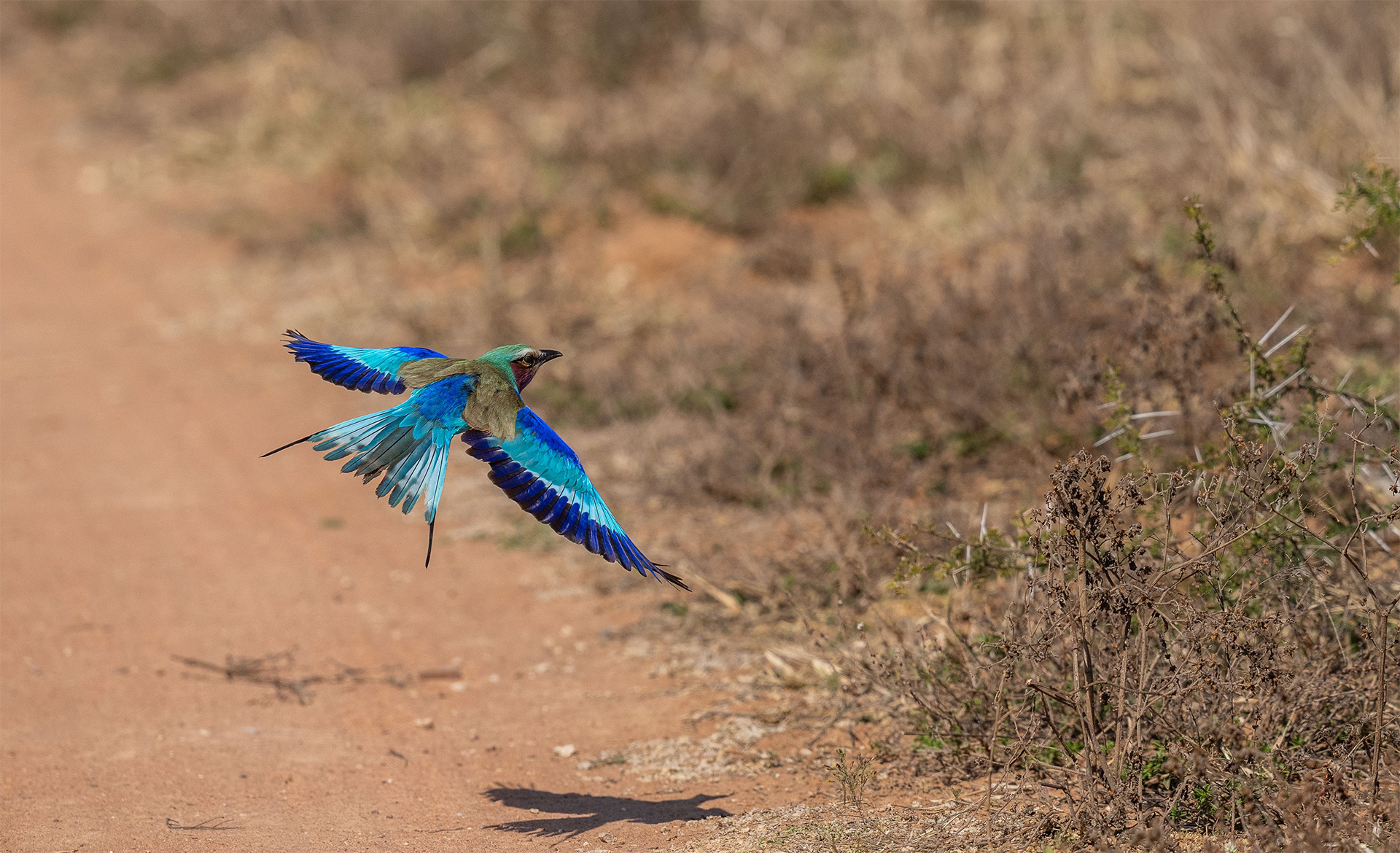country symbol bird South Africa