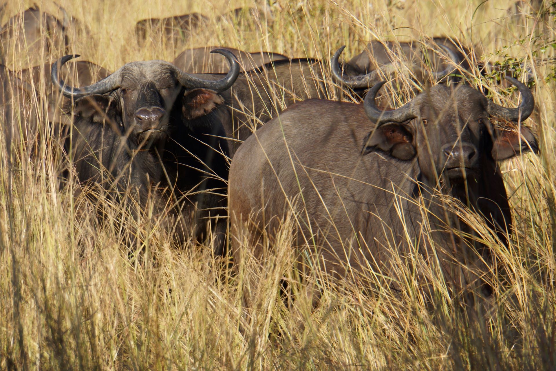 Cape Buffalo by Greg Courter
