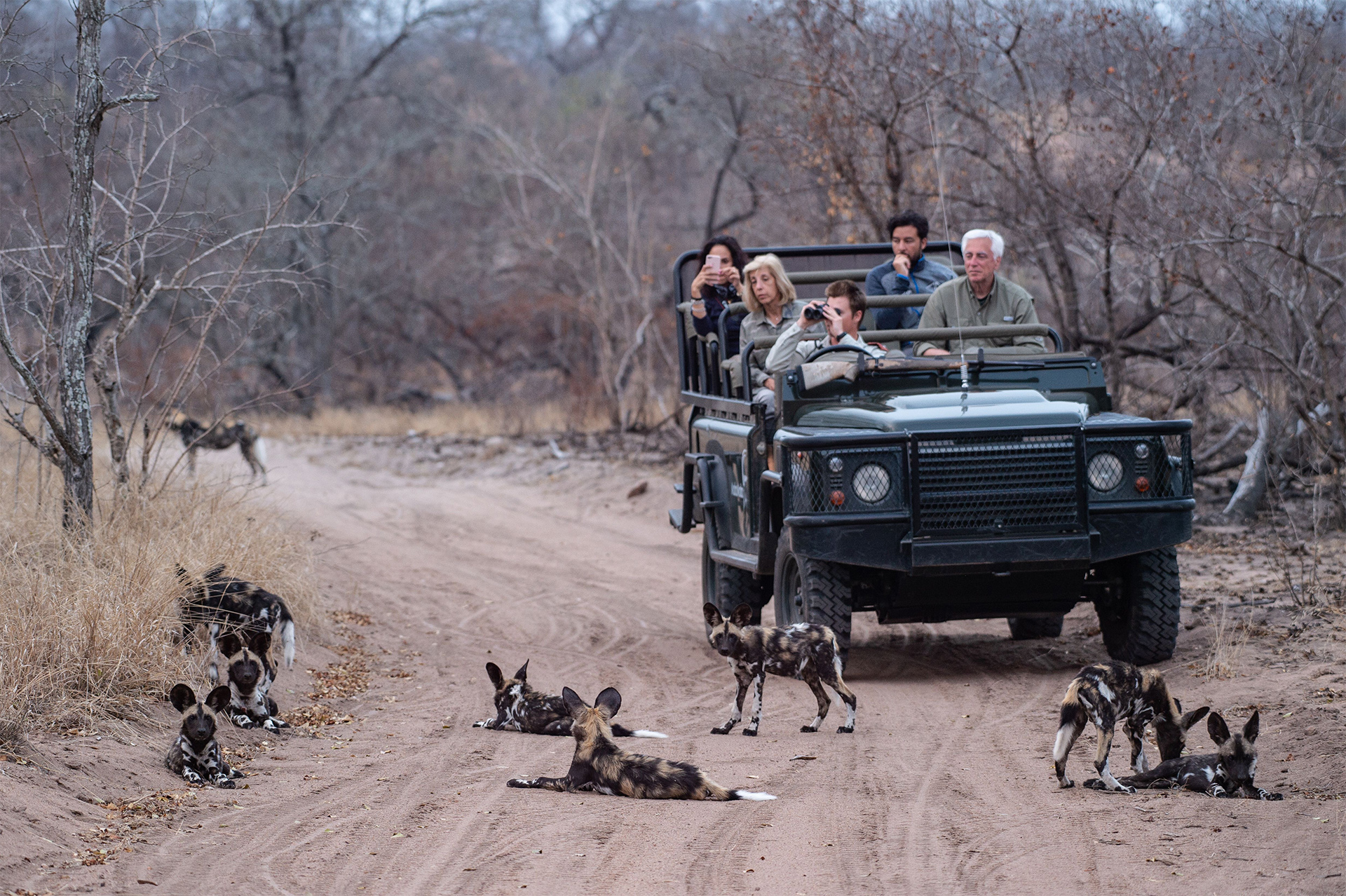 travelers with nat hab and WWF on safari photographing a pack of painted dogs African wild dogs endangered species