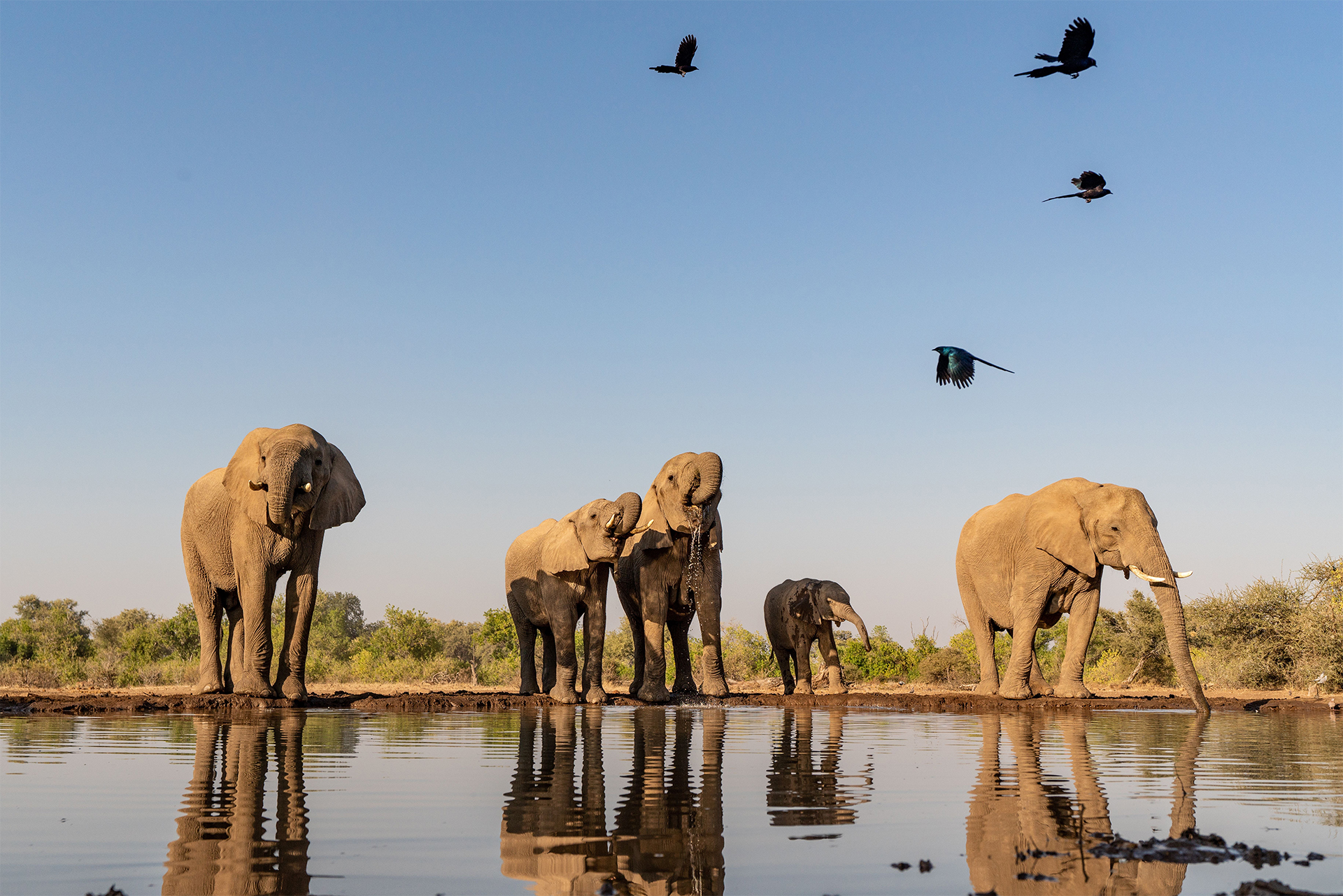 Elephants and birds watering hole water conservation South Africa