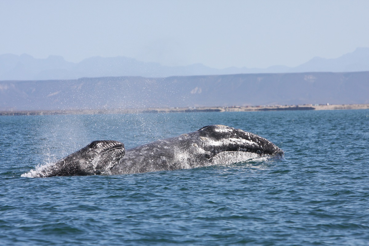 A gray whale with her calf in Baja, Mexico