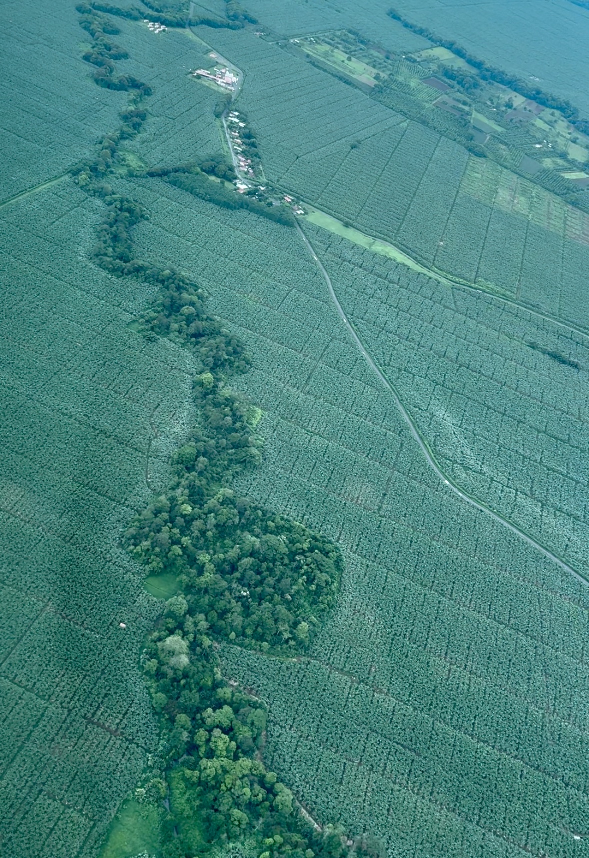 Aerial perspective of forest strip running through a large area of farmland 
