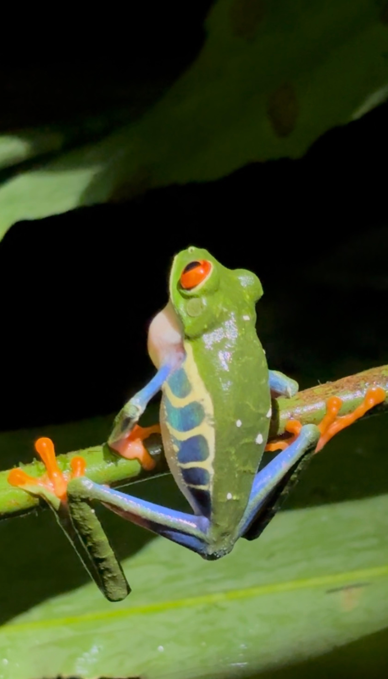 A vibrant red-eyed tree frog with green and blue markings clings to a branch at night,
