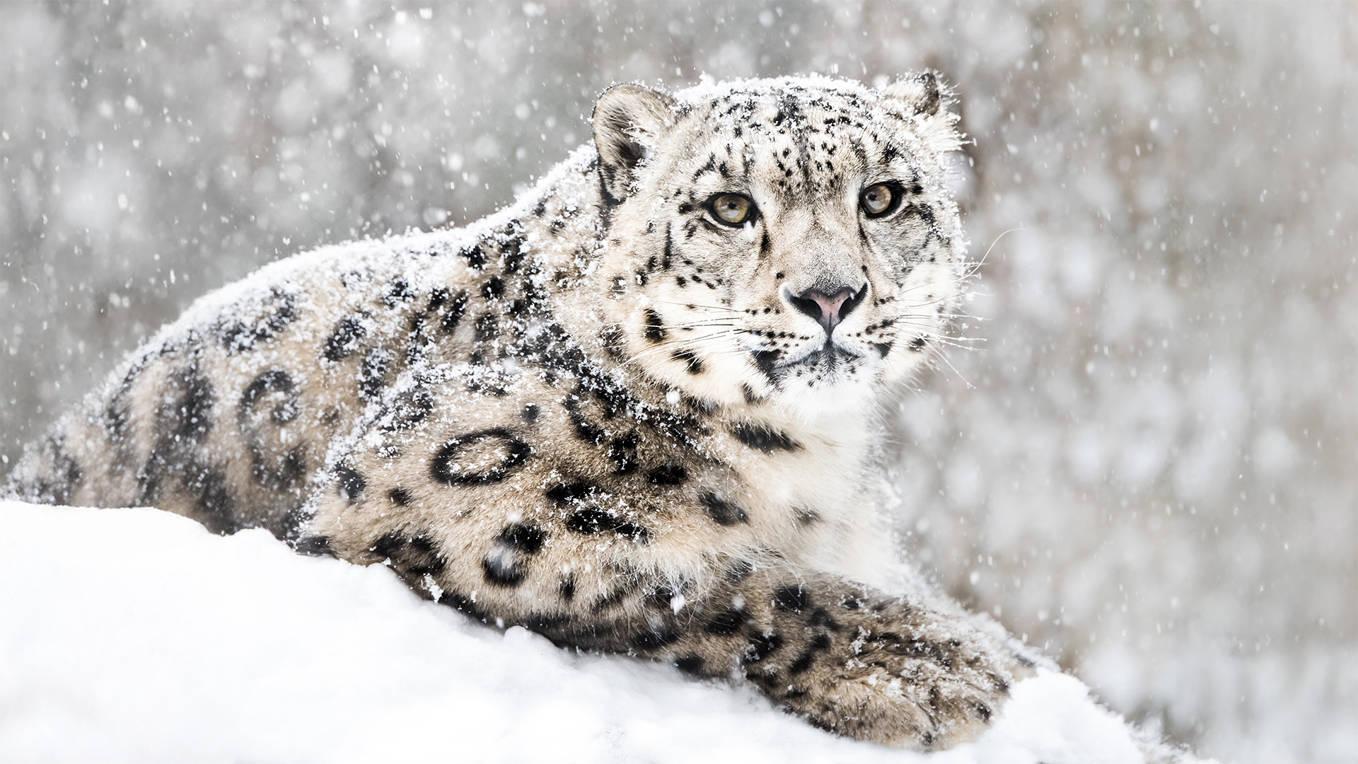 snow leopard in the snow