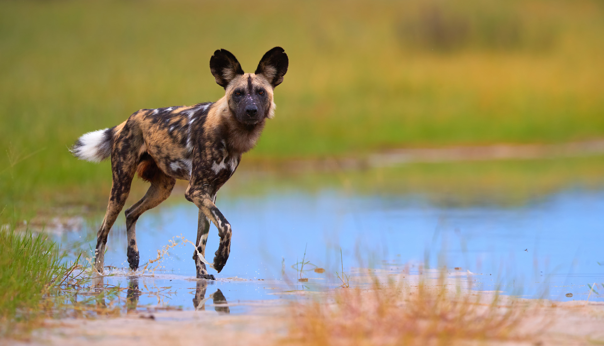 African Wild Dog, Lycaon pictus, african painted dog walking in blue water puddle, staring directly at camera. Moremi game reserve, Botswana. Low angle photo, Endangered, wild animals of africa.