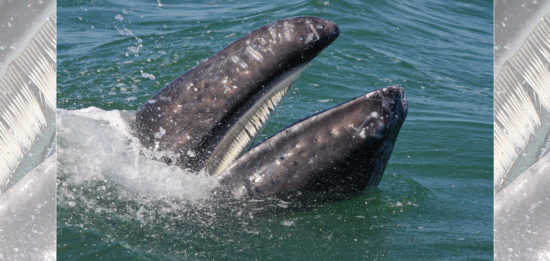 AdobeStock (Created by Candice Gaukel Andrews)