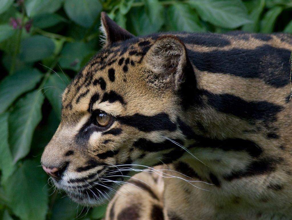 Clouded leopard Borneo