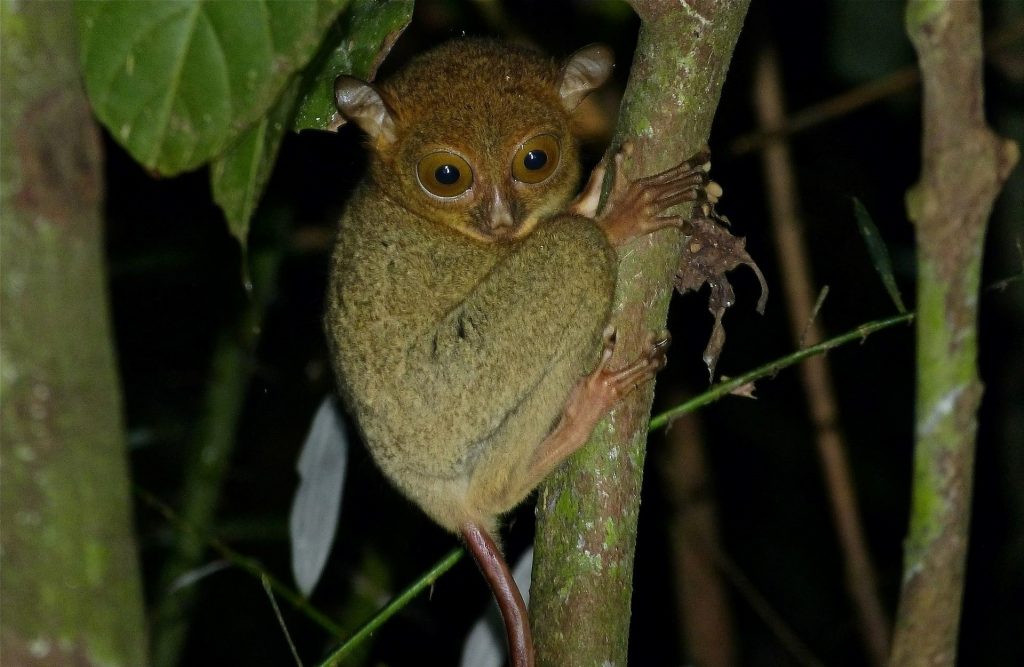 Horsfield's tarsier