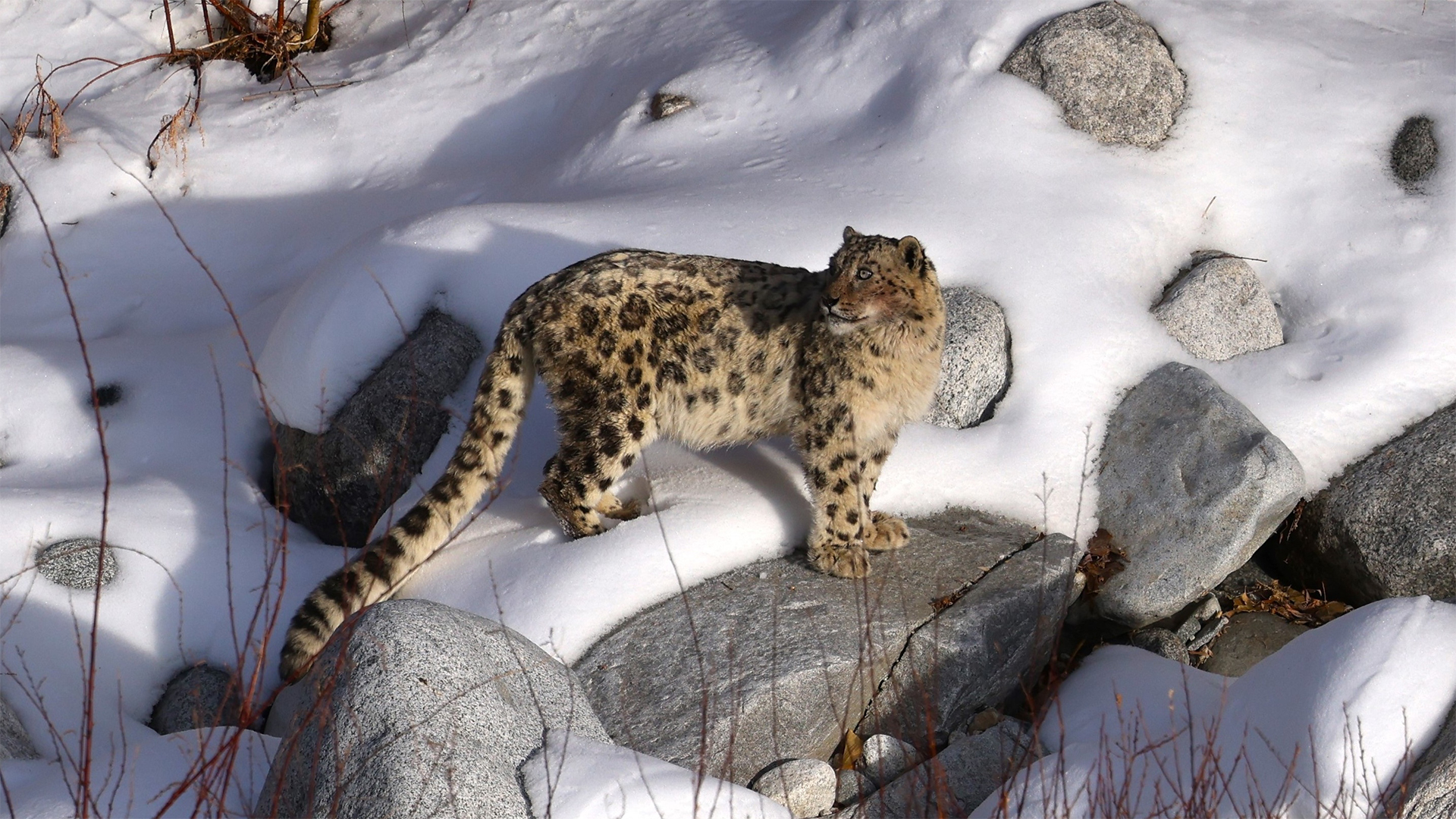 Snow leopard, India