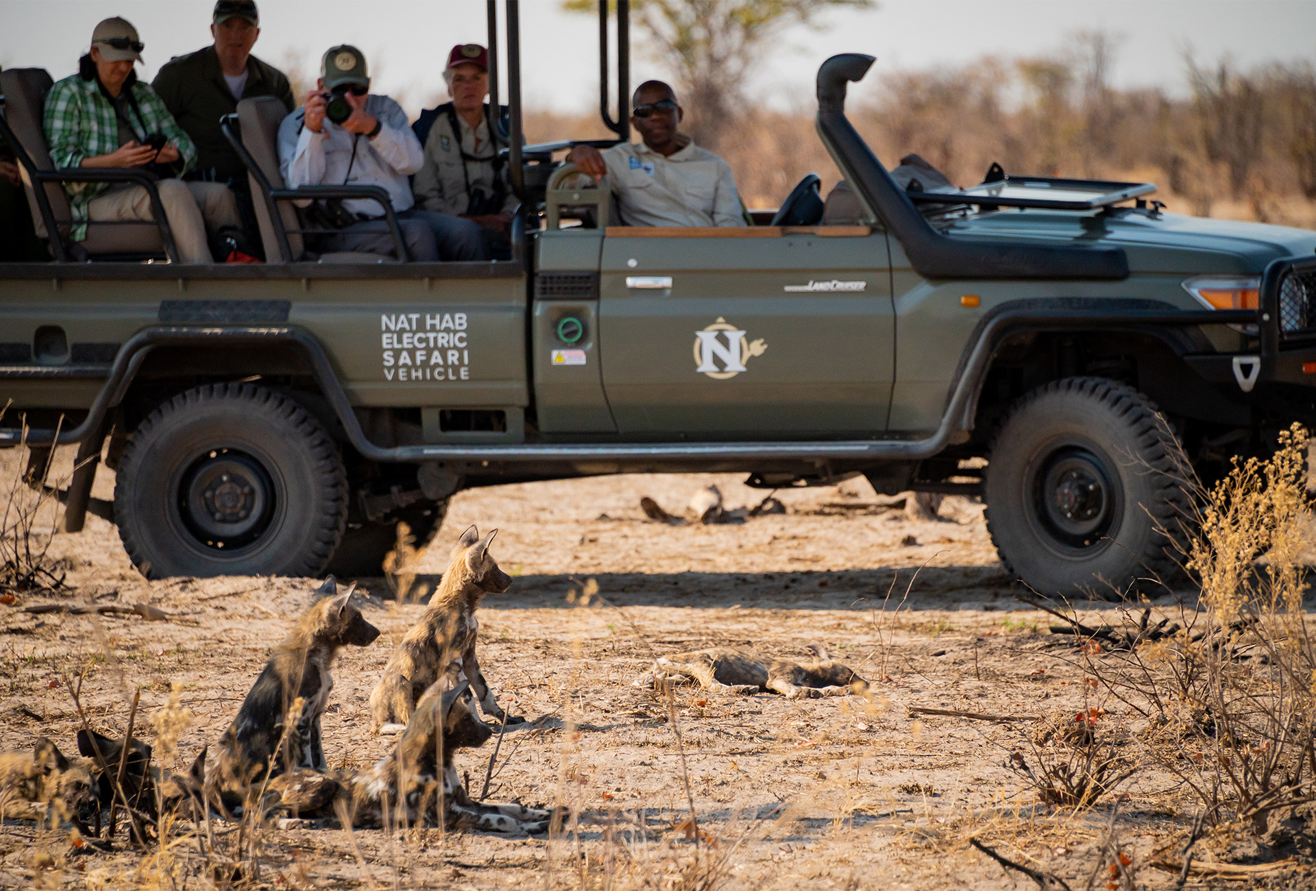 Nat Hab's Electric Safari Vehicle quietly approaching a pack of African wild dog