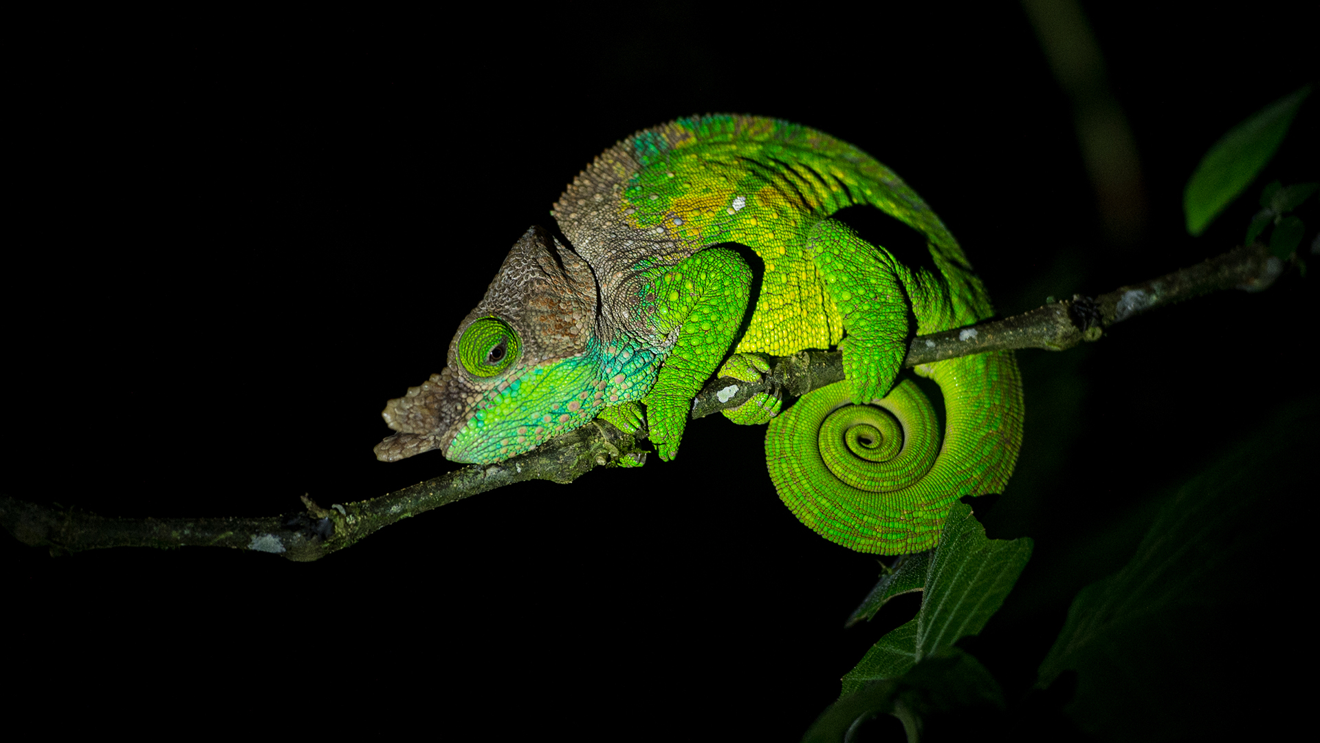 Parson's Chameleon