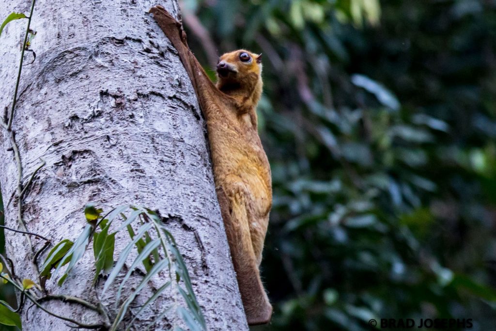 Red giant flying squirrel