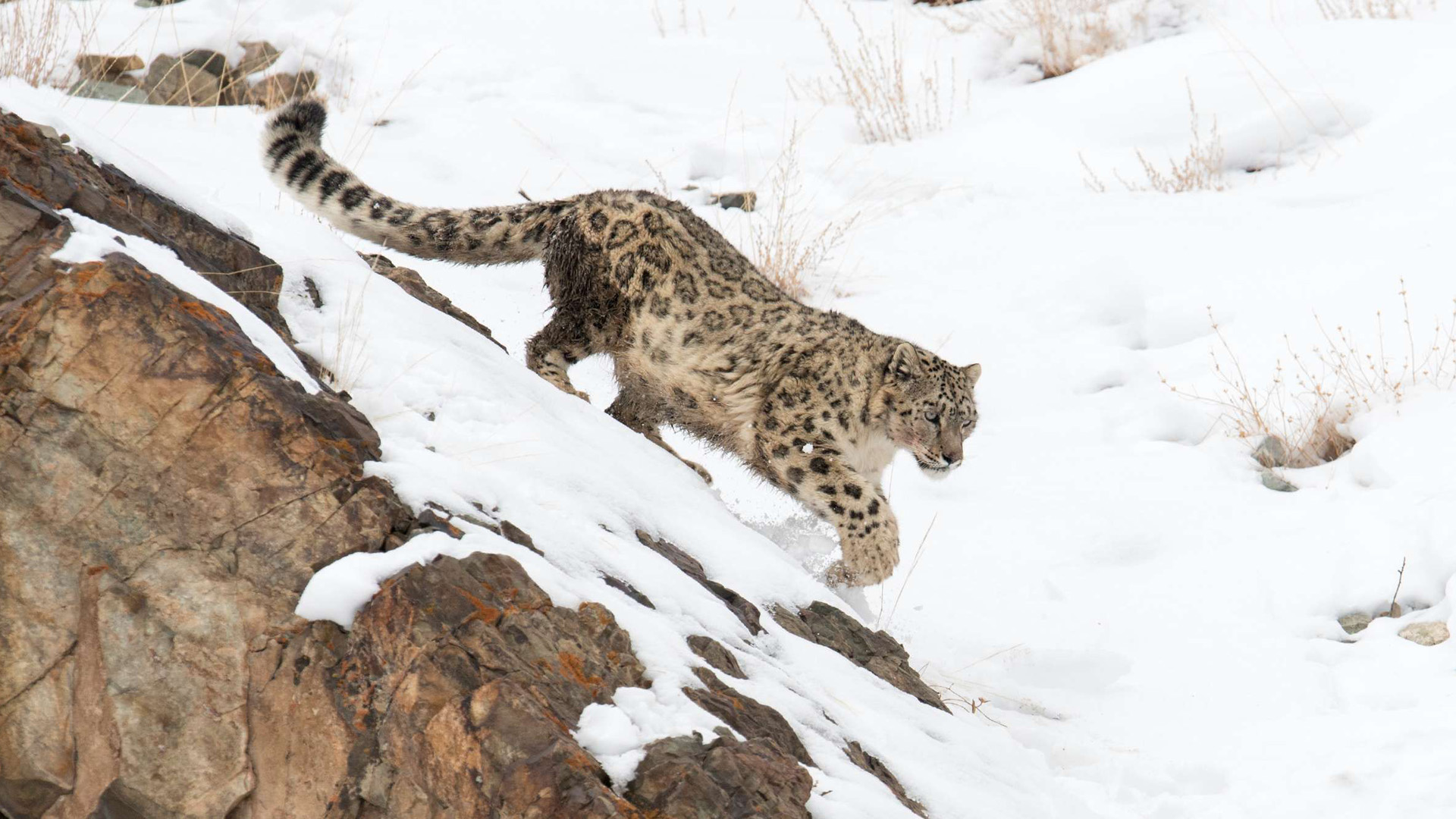 snow leopard