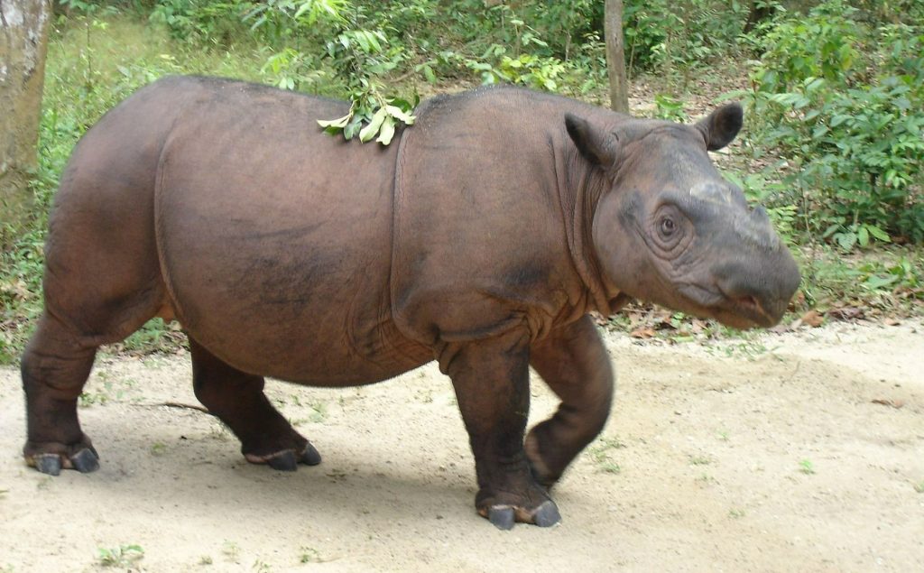 Sumatran rhino