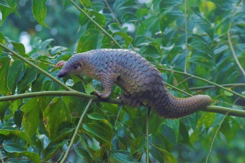 Sunda Pangolin Borneo