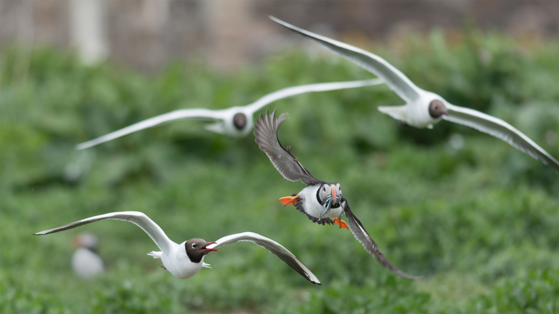 gulls in pursuit of an Atlantic puffin carrying sand lance in its beak