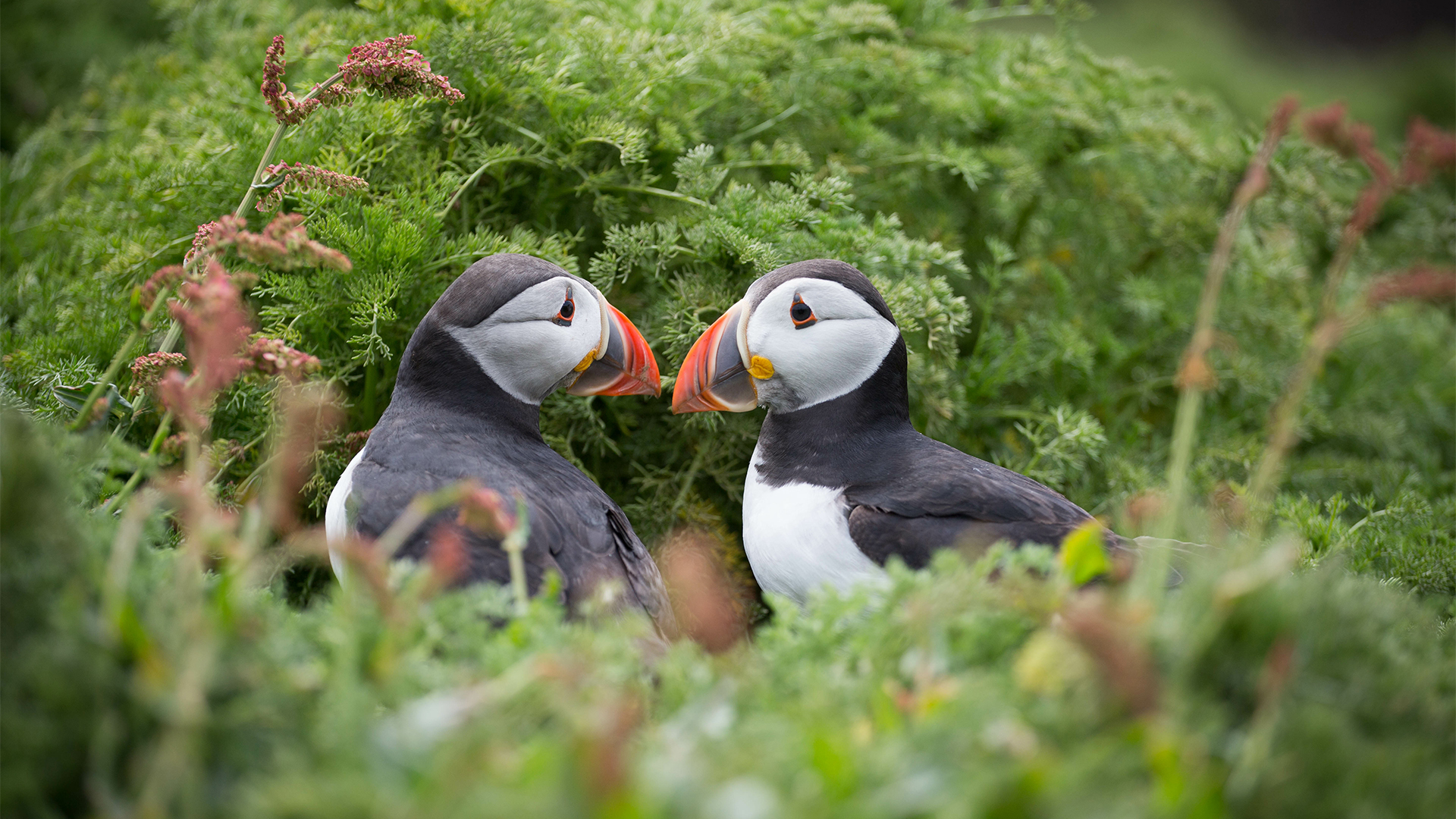 two puffins in a burrow