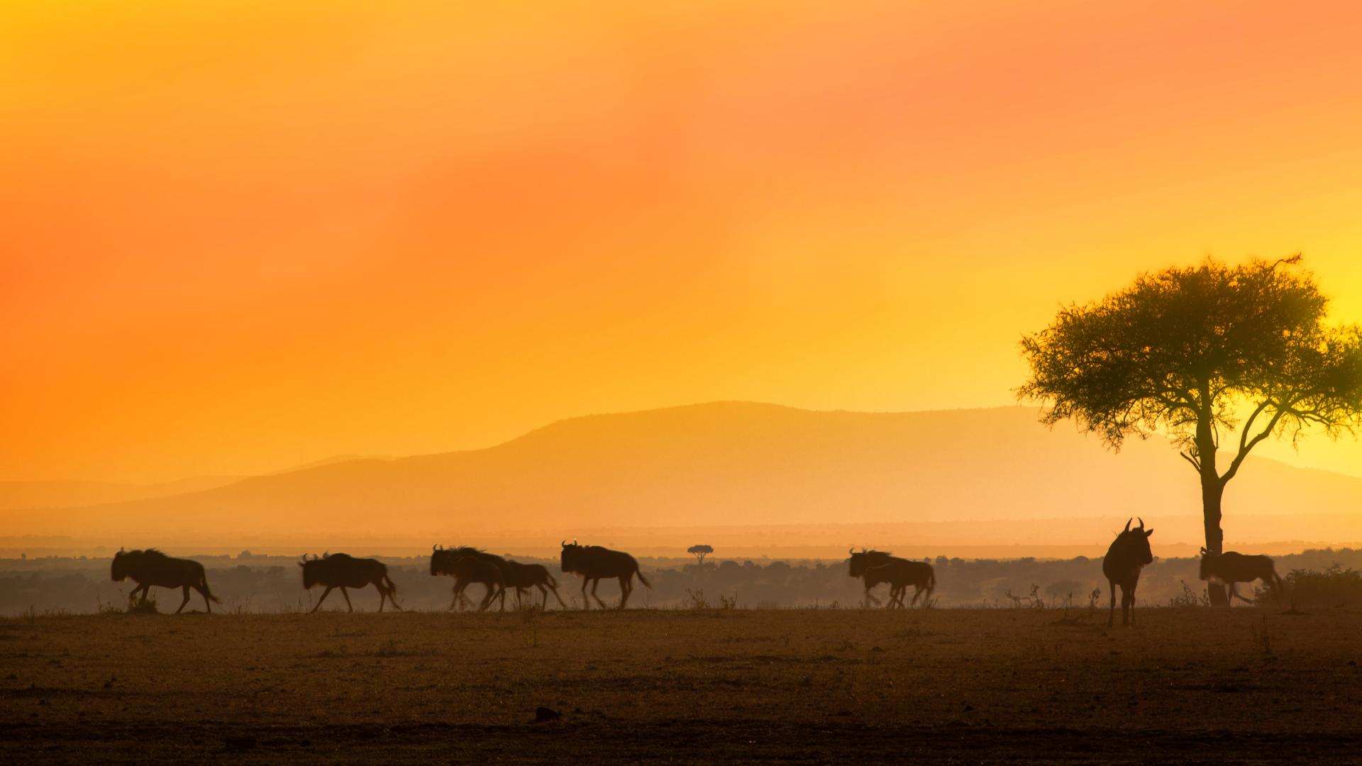 Safari Sunset with wildebeest scattered in the background