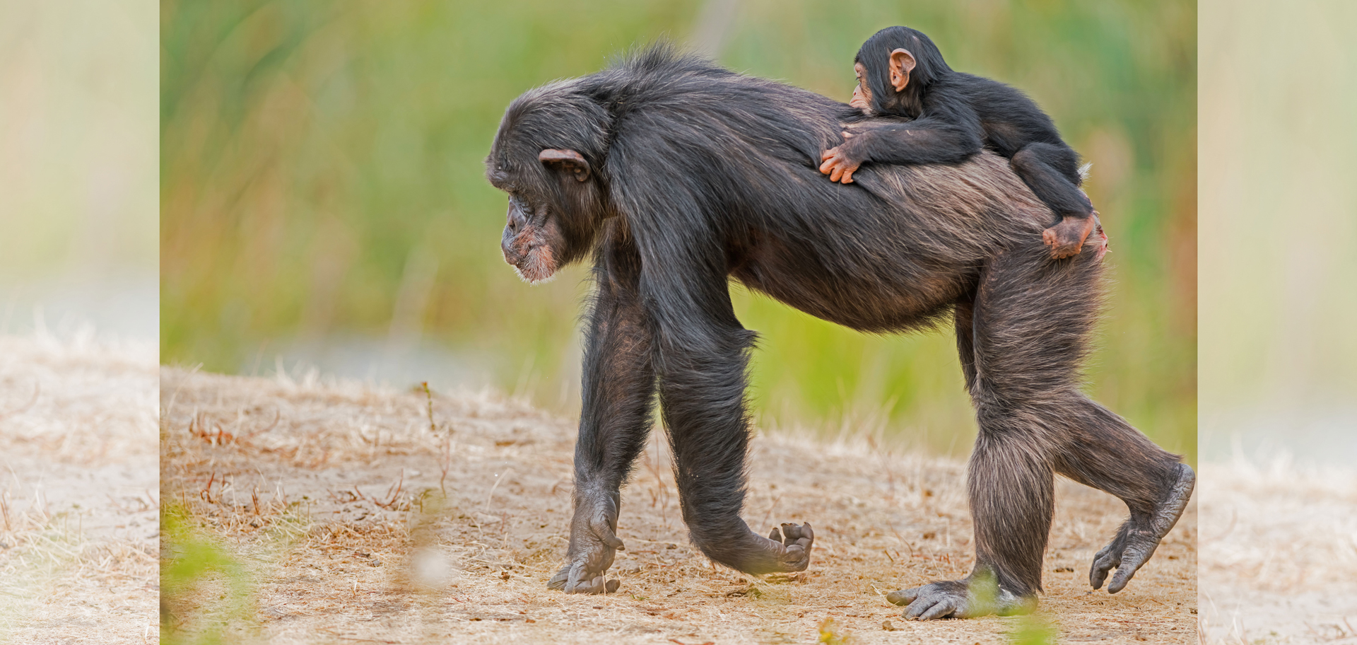 AdobeStock (Created by Candice Gaukel Andrews)