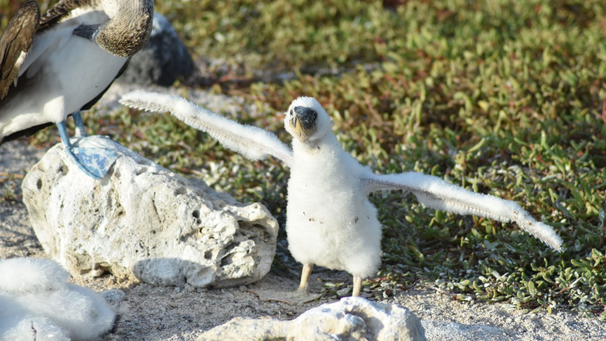 Baby blue-footed boobie in the Galapagos
