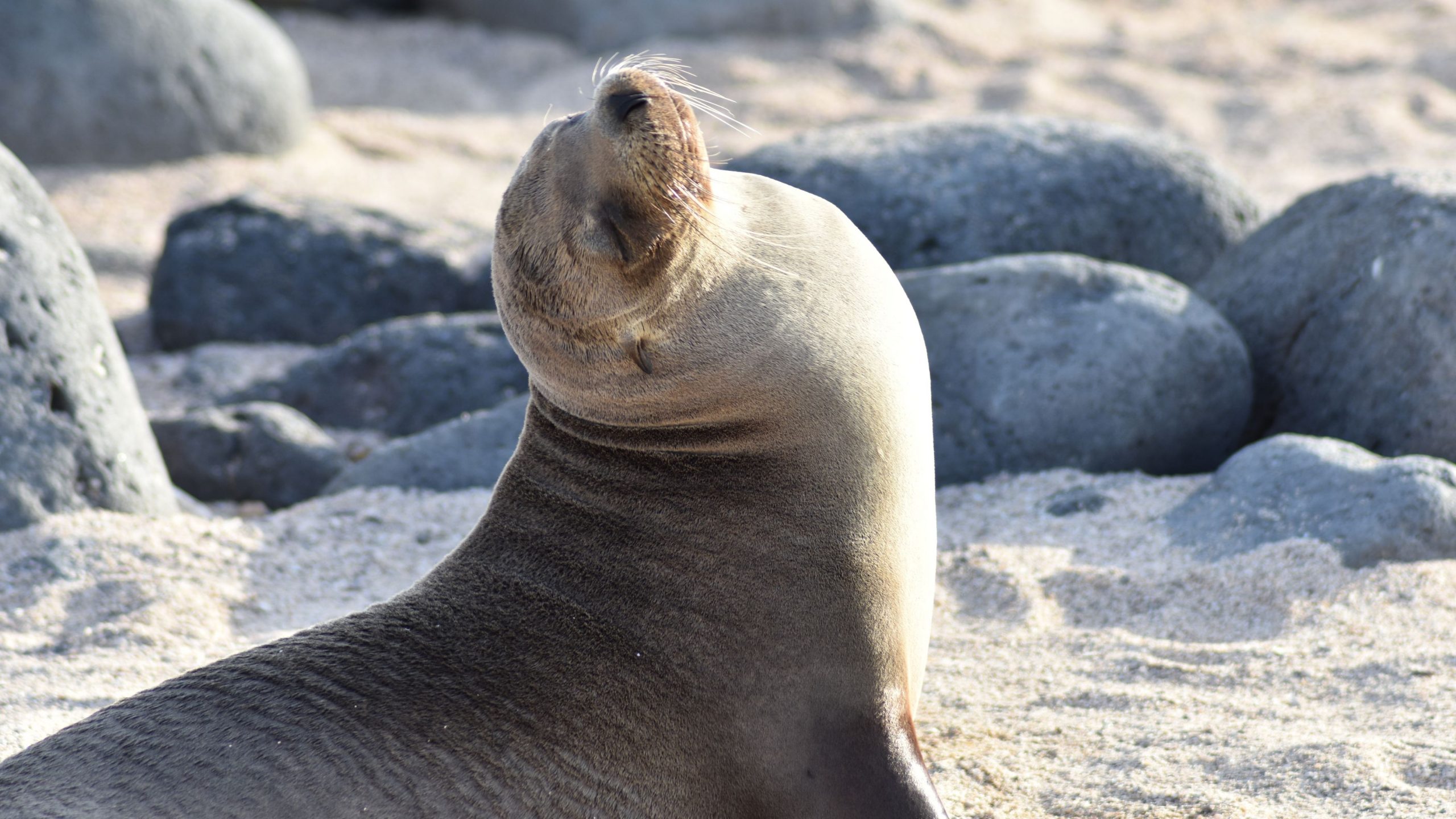 Sea lion in the Galapagos