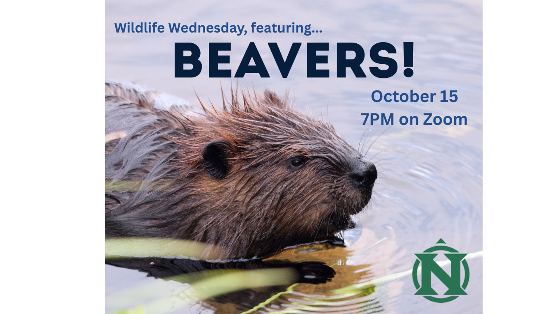 wildlife webinar about beavers