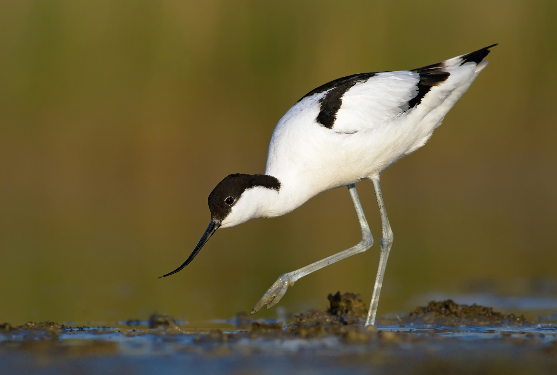 Pied avocet (recurvirostra avosetta) Birding wildlife 