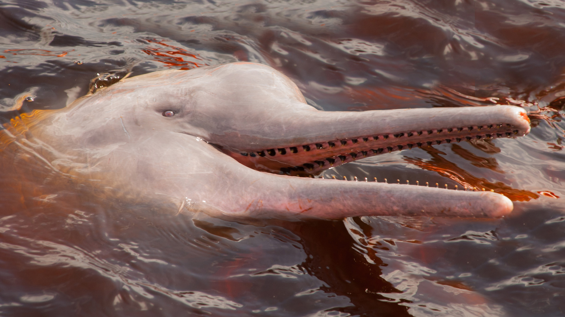 Boto Amazon River Dolphin. Amazon river, Manaus, Amazonas, Brazil South America